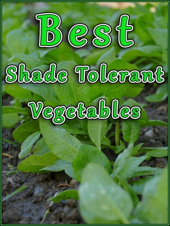 Shade Tolerant Vegetables Best Shade Tolerant Vegetables | Tickabout Picture 541