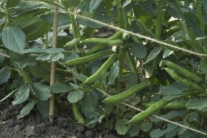 Shade Tolerant Vegetables Shade Tolerant Vegetables For The Garden Image 935