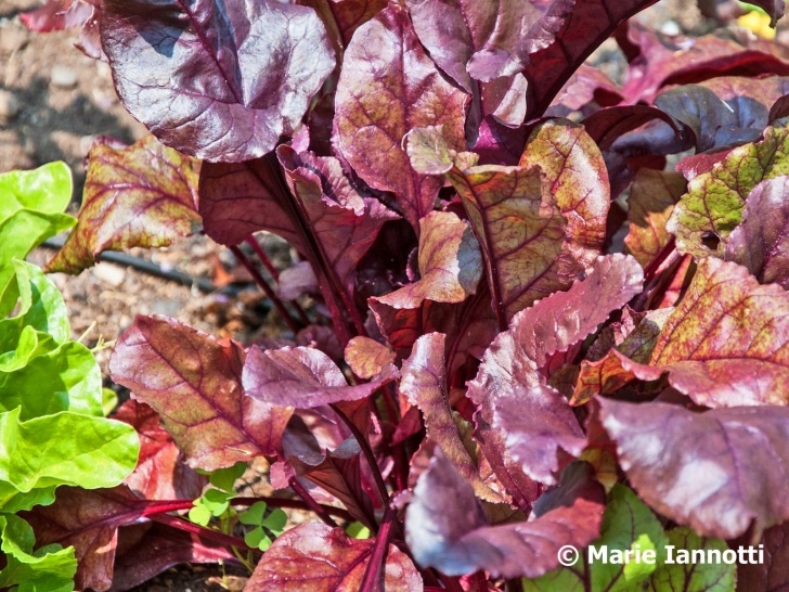 Shade Tolerant Vegetables Vegetables That Can Be Grown In Partial Shade Image 250