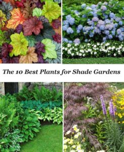 Shade Vegetable Plants 10 Best Shade Garden Plants (With Images) | Shade Garden Picture 129