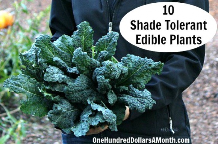 Shade Vegetable Plants 10 Shade Tolerant Edible Plants - One Hundred Dollars A Month Picture 285