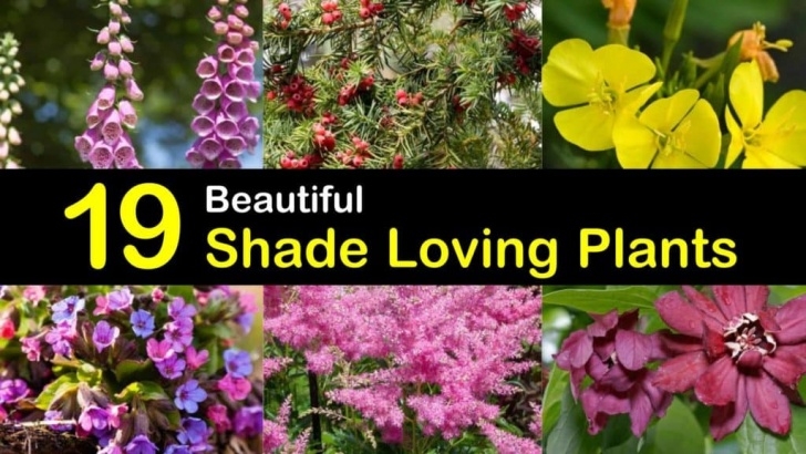 Shade Vegetable Plants 19 Beautiful Shade Loving Plants Image 678
