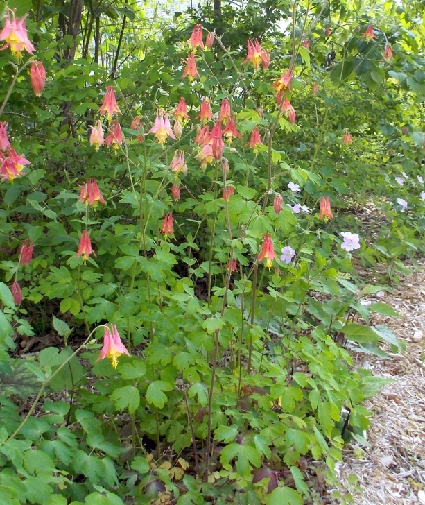 Shade Vegetable Plants How About Growing These: Native Perennials For Dry Shade Image 222