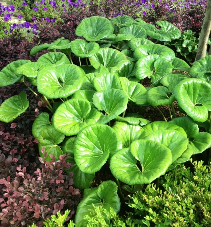 Shade Vegetable Plants Leopard Plant: Striking Foliage For The Shade Garden Image 000
