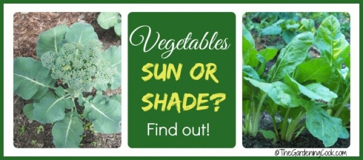 Shade Vegetable Plants Shade Tolerant Vegetables Vs Sun Friendly Veggies Image 246