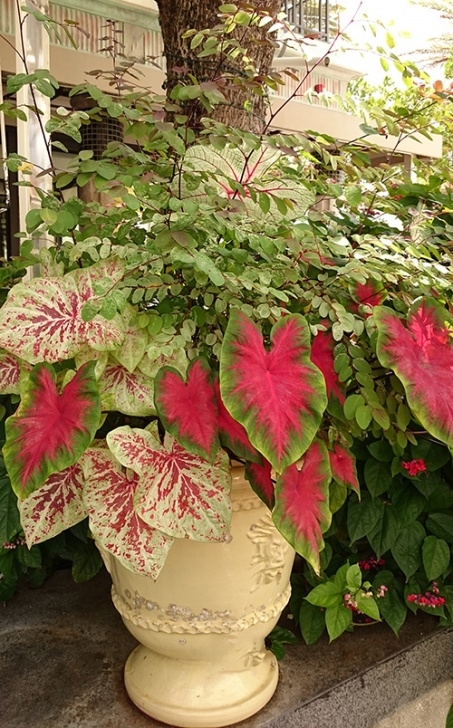 Shade Vegetable Plants Use Tropical Shade Plants In Your Garden | Costa Farms Picture 620