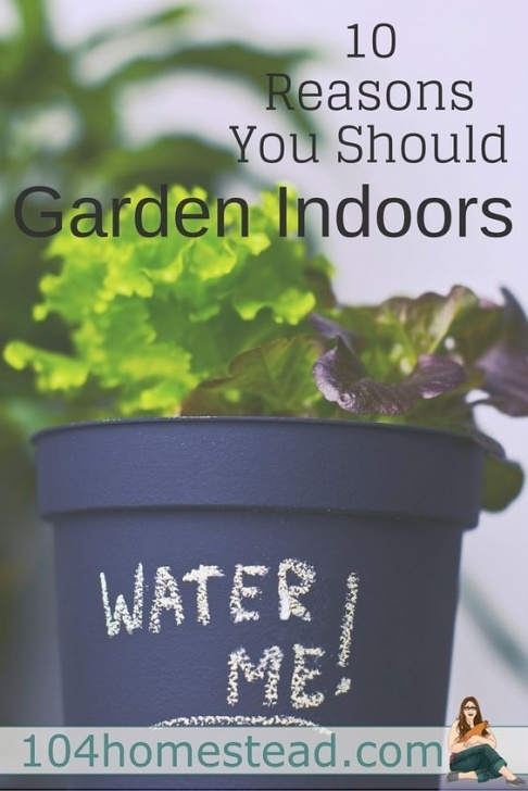 Shallow Root Vegetables 10 Fabulous Reasons To Garden Indoors | Dry Garden, Indoor Picture 055