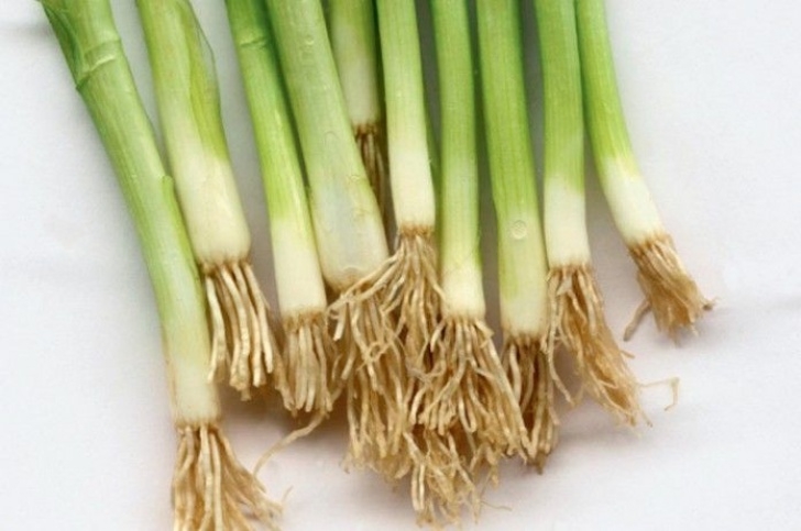 Shallow Root Vegetables Companion Gardening Guide: Know Your Roots | Companion Photo 026