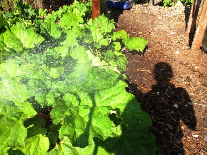 Shallow Root Vegetables Down To Earth: Cleaning Up The Celery Picture 584