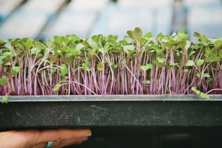 Shallow Root Vegetables How To Grow Microgreens - Gardening - Mother Earth Living Image 090