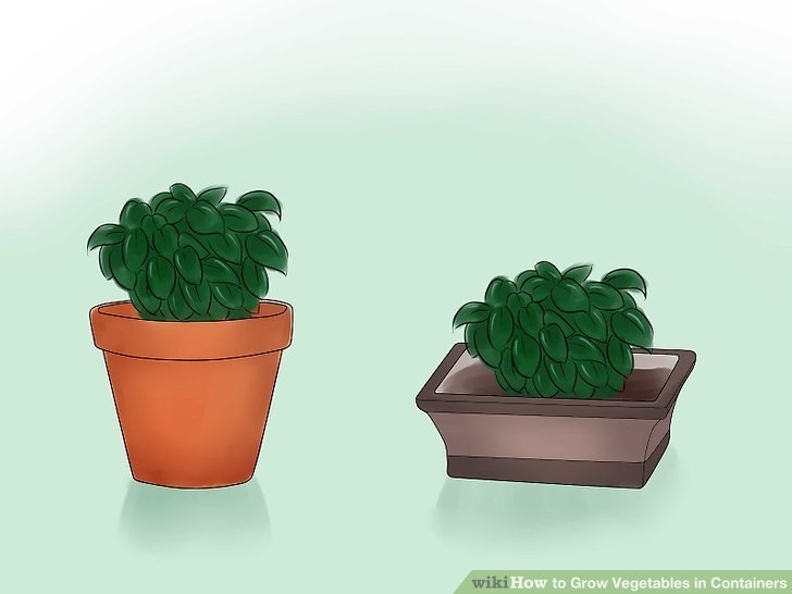 Shallow Root Vegetables How To Grow Vegetables In Containers: 12 Steps (With Pictures) Image 697