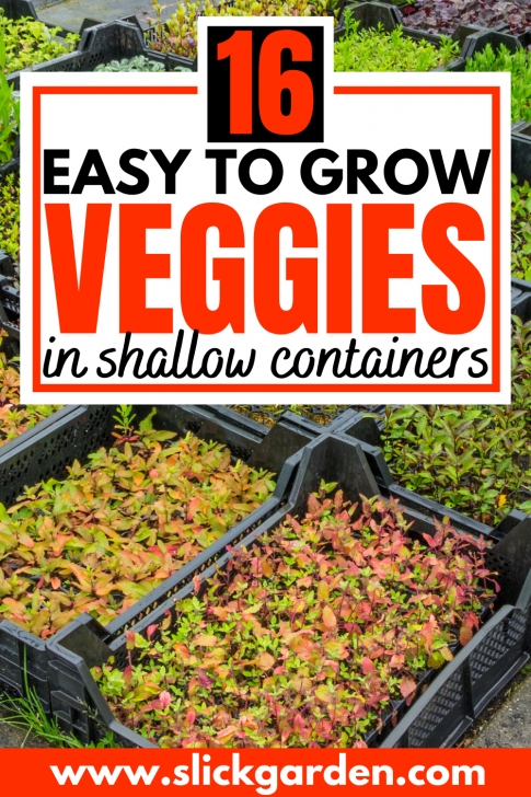 Shallow Root Vegetables Pin On Grow Vegetables Photo 014