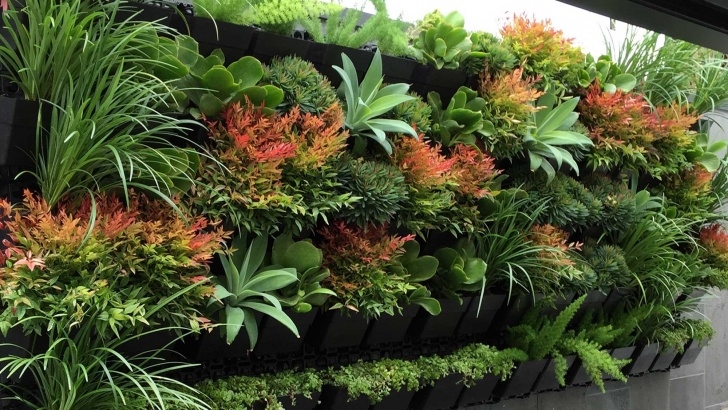 Shrubs For Small Gardens Best Plants For Vertical Garden - Greenkosh Photo 285