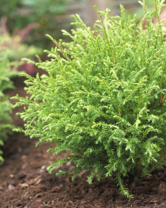 Shrubs For Small Gardens Mr. Bowling Ball® Arborvitae - Monrovia - Small Evergreen Photo 190