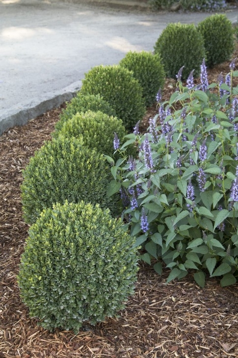 Shrubs For Small Gardens Petite Pillar™ Dwarf Boxwood. Small Boxwood Good For Beds Photo 186