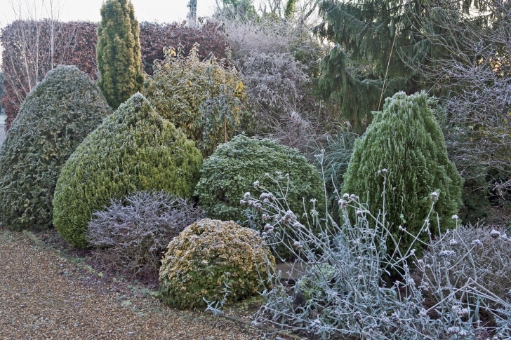 Shrubs For Small Gardens Using Dwarf Evergreens To Create Garden Bones Photo 692