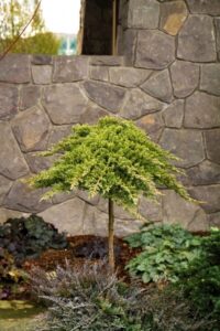 Shrubs For Small Spaces 42 Best Small Trees For Small Spaces Images On Pinterest Photo 916