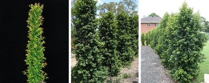 Shrubs For Small Spaces Hedges For Small Or Narrow Spaces Picture 460