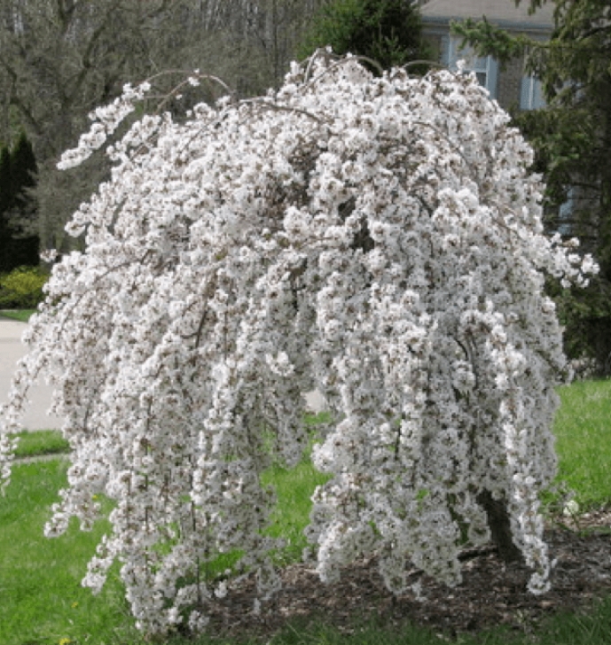 Shrubs For Small Spaces Small Trees For Small Spaces Image 285