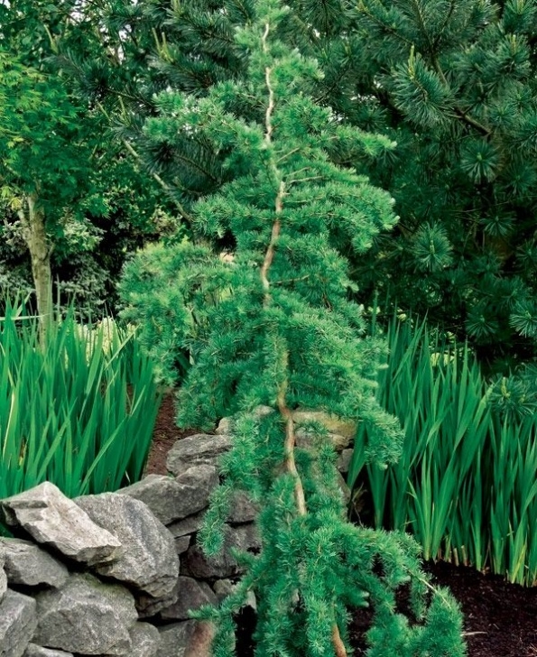 Shrubs For Small Spaces Trees For Tight Spaces | Evergreen Garden, Evergreen Image 844
