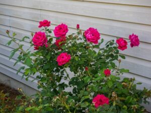 Simple Rose Garden Easy Elegance Rose Information - Growing Easy Elegance Photo 099