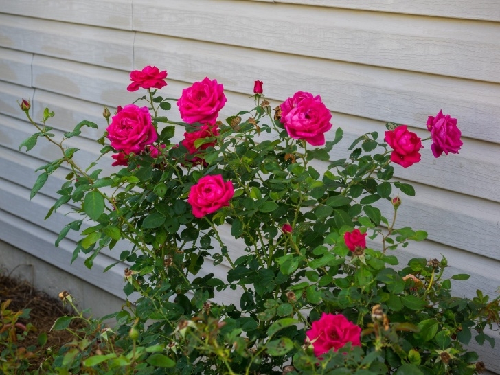 Simple Rose Garden Easy Elegance Rose Information - Growing Easy Elegance Photo 099