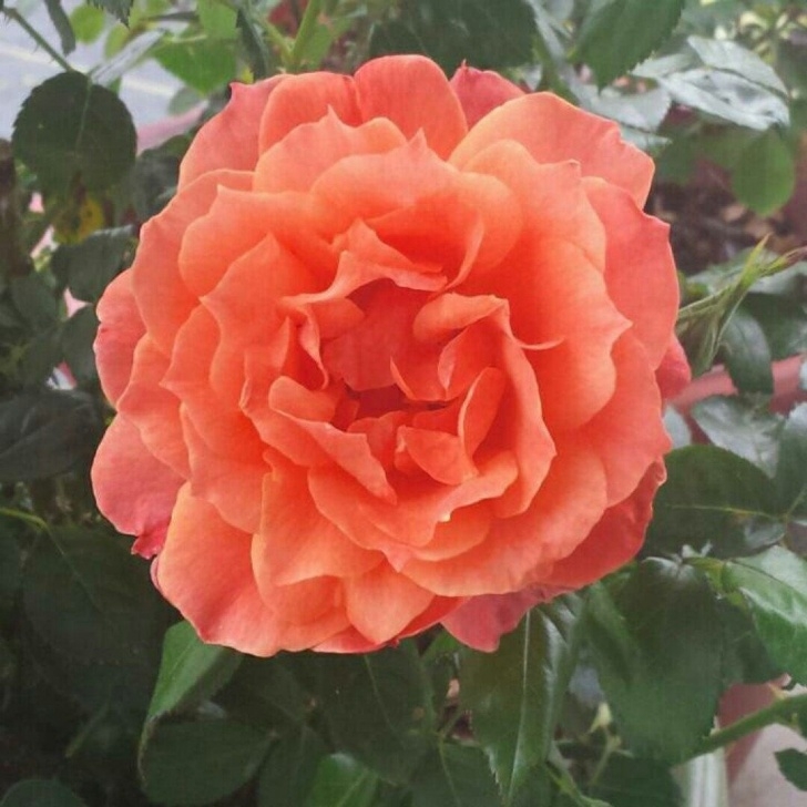 Simple Rose Garden Just Love This Rose! Living Easy Rose Is Really Easy To Image 634