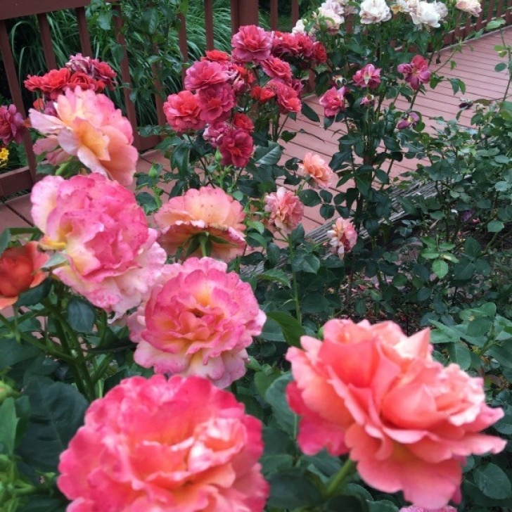 Simple Rose Garden Rose ‘Easy Does It’ Repeat Performance – Gaga'S Garden Photo 367