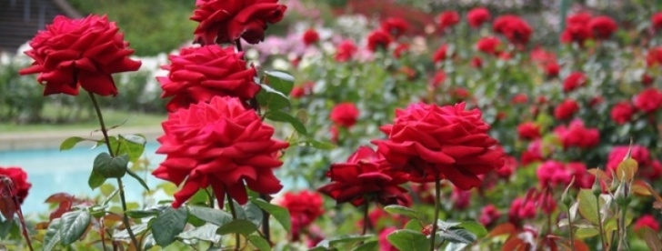 Simple Rose Garden Roses, Let'S Keep It Simple - Palmers Garden Centre Image 068