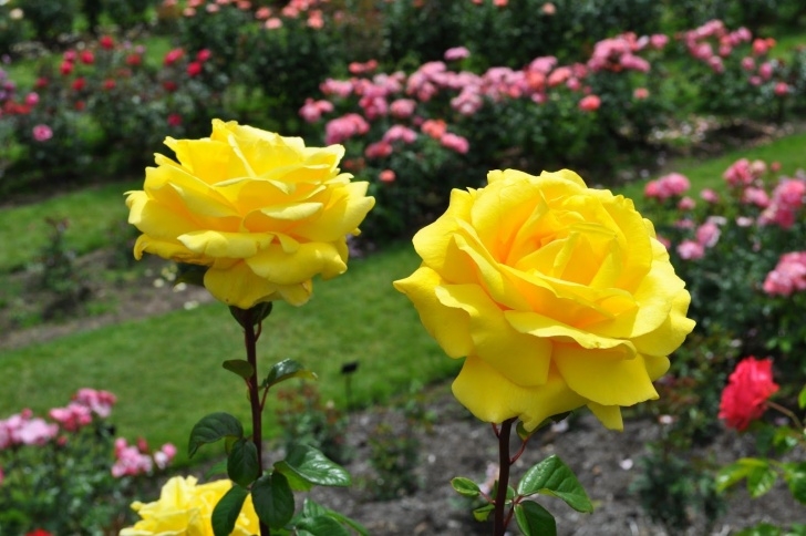 Simple Rose Garden Top 10 Most Beautiful Gardens In The World – Ex Homes Picture 834