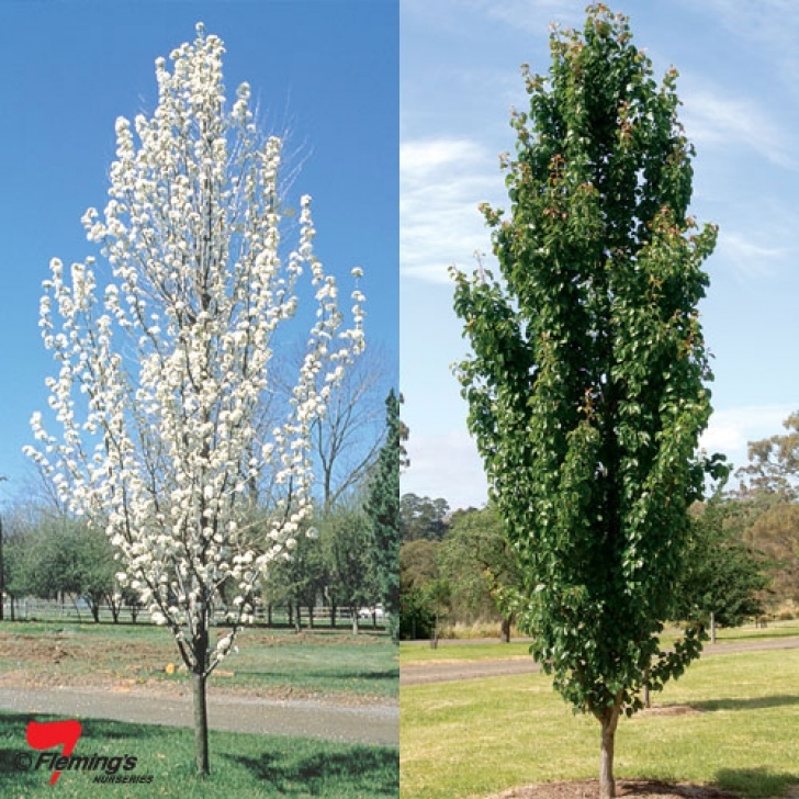 Slim Trees For Small Gardens Ornamental Pear "Capital" - Perth, Wa - Online Garden Centre Image 270