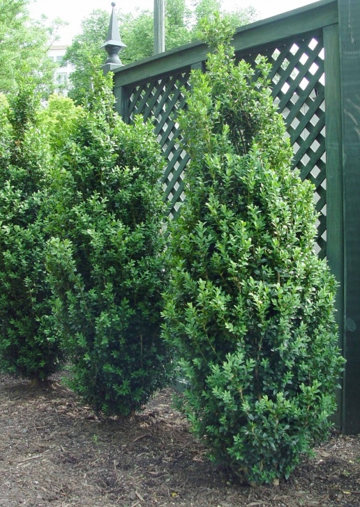 Slim Trees For Small Gardens Pin On Plants & Trees For The Landscape Photo 096