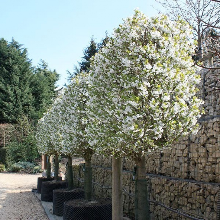 Slim Trees For Small Gardens Prunus 'Umineko' (Pleached) - Pleached & Trained | Small Image 364