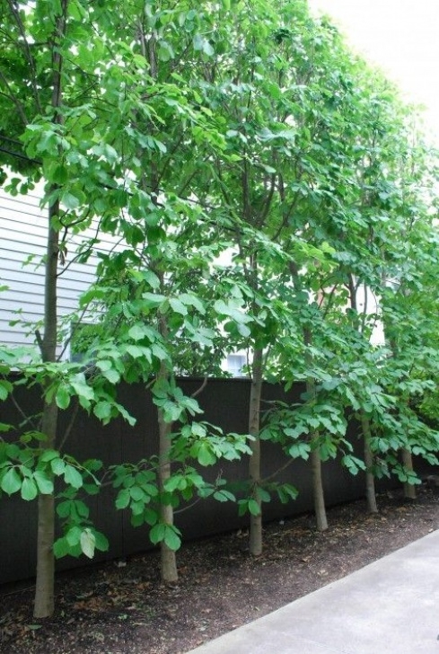 Slim Trees For Small Gardens There Are Those Trees That Are Not Particularly Columnar Photo 458