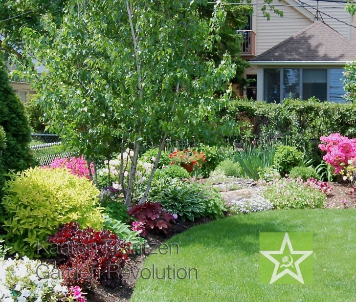 Small Bushes For Garden Birch Trees Make Excellent Garden Trees As Their Roots Don Picture 105