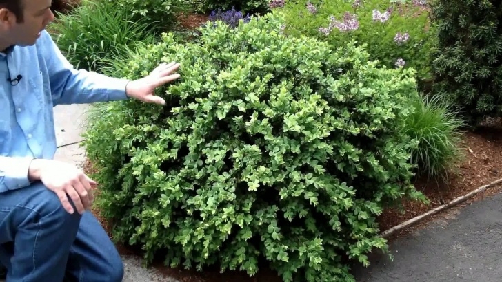 Small Bushes For Garden Buxus Vardar Valley - Google Search | Evergreen Shrubs Image 069