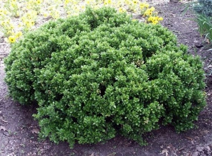 Small Bushes For Garden Pictures Of Dwarf Shrubs | Dwarf Shrubs For Rock Gardens Picture 078