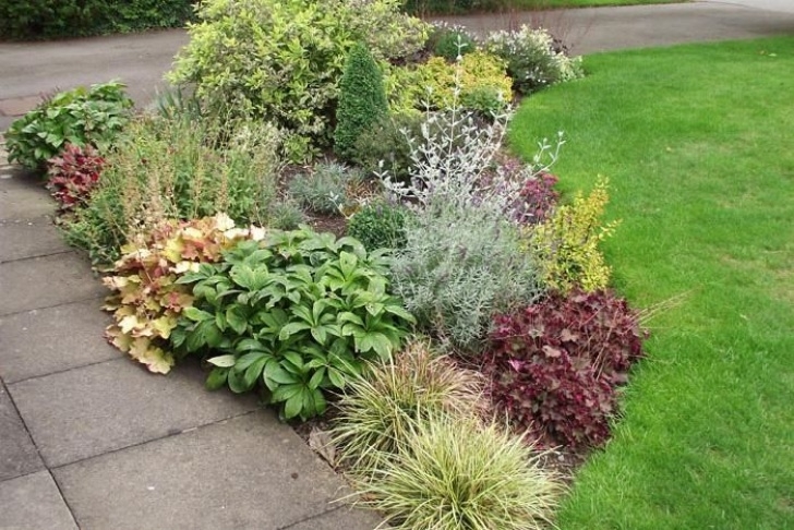 Small Bushes For Garden Shrub+Border+Plans | Small Garden Border In Leicestershire Photo 681