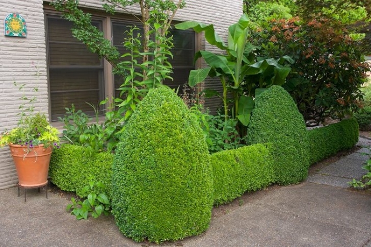 Small Bushes For Garden Small Garden Plants | Garden Design Picture 834