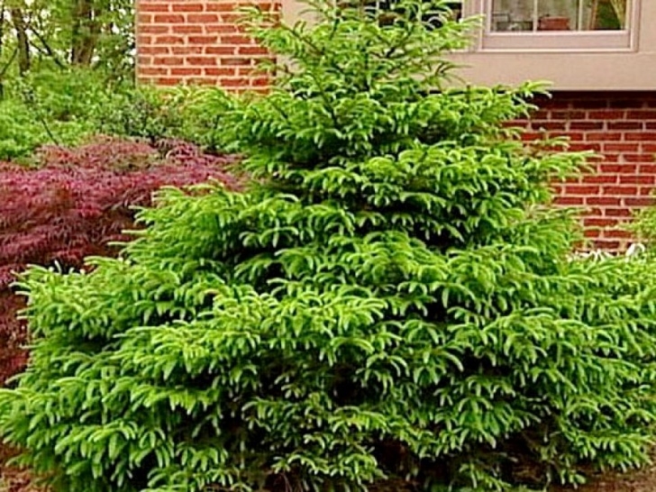Small Bushes For Sun 17 Low-Maintenance Plants And Dwarf Shrubs | Diy Image 198