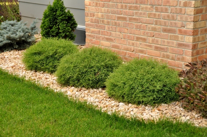 Small Bushes For Sun Arborvitae, Mr. Bowling Ball™ - Thetreefarm Image 173