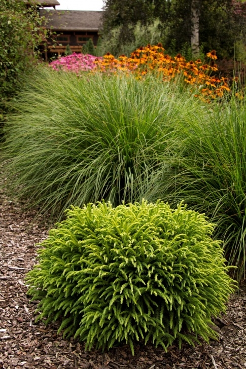 Small Bushes For Sun Dwarf Japanese Cedar Photo 737