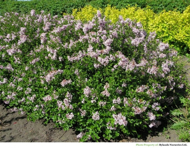 Small Bushes For Sun Dwarf Korean Lilac: Zone 3 H:3-4' W:4-5' Full Sun. Uniform Picture 841