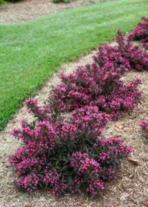 Small Bushes For Sun Spilled Wine Weigela | Yard Landscaping, Garden Shrubs Picture 531