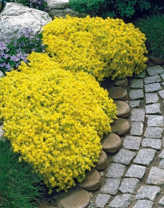 Small Bushes Full Sun 18 Best Flowering Ground Cover Plants | Balcony Garden Web Picture 683