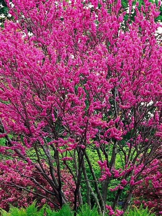 Small Bushes Full Sun 83 Best Front Landscape Ideas Images On Pinterest | Garden Photo 269