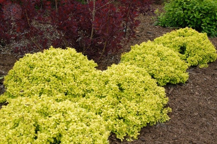 Small Bushes Full Sun Best 25+ Dwarf Shrubs Full Sun Ideas On Pinterest | Tall Picture 470