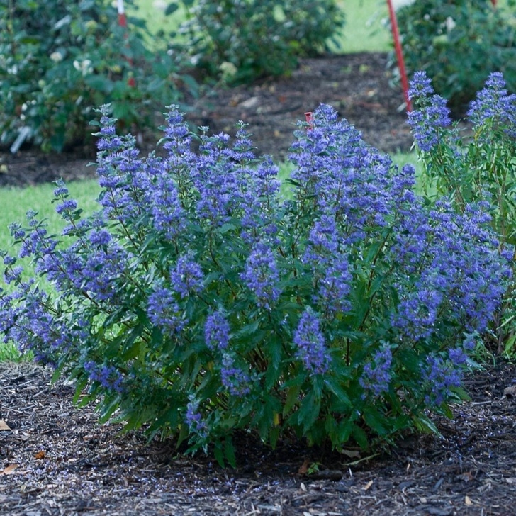 Small Bushes Full Sun Caryopteris X Clandonensis Beyond Midnight® | White Flower Image 221