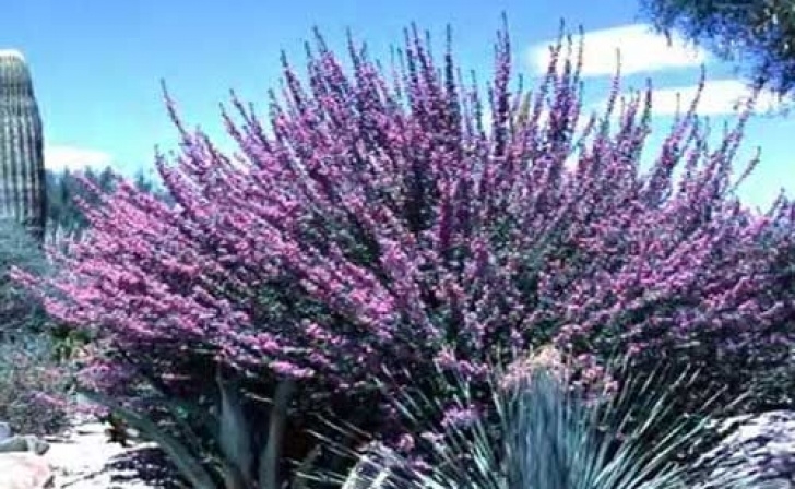 Small Bushes Full Sun Chihuahuan Sage Bushlandscapearizona | Desert Plants Image 894