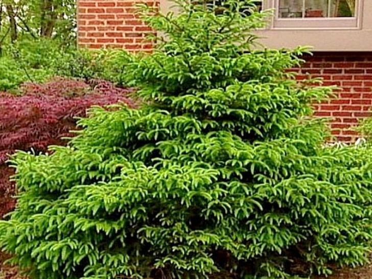 Small Bushes Full Sun Dwarf Shrubs And More | Diy Photo 843